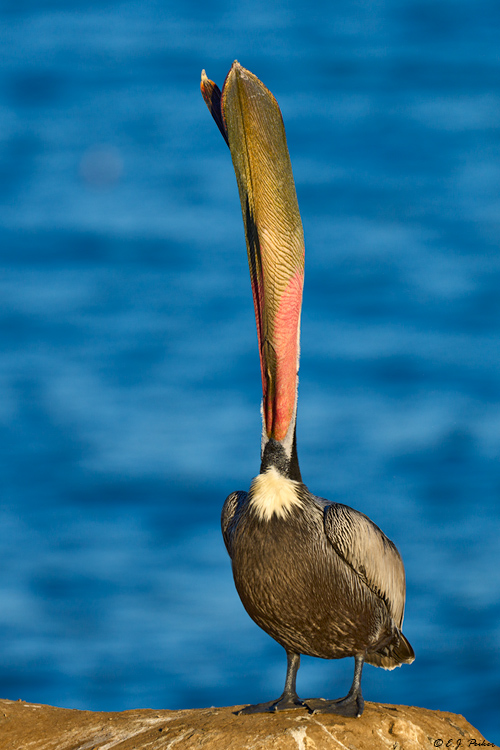 Brown Pelican, La Jolla, CA