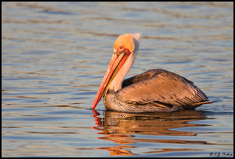 Brown Pelican, Huntington Beach, CA