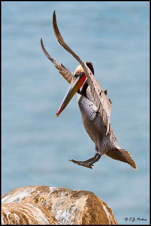 Brown Pelican, La Jolla, CA