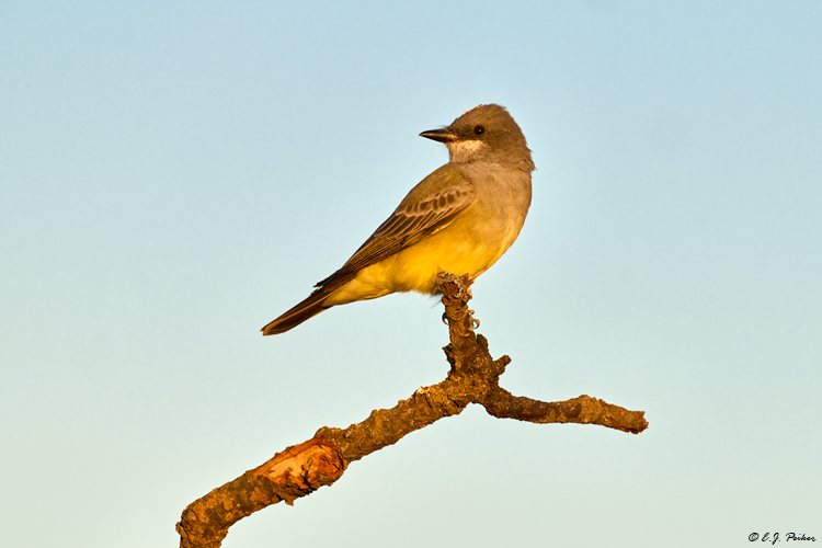 Cassins Kingbird, Santa Ynez, CA