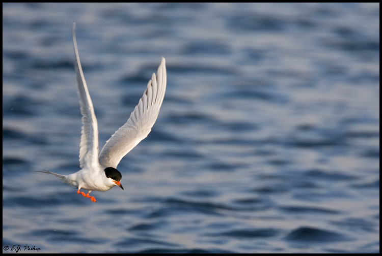Common Tern, Huntington Beach, CA