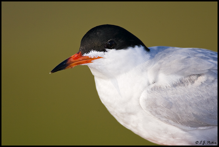 Common Tern, Huntington Beach, CA