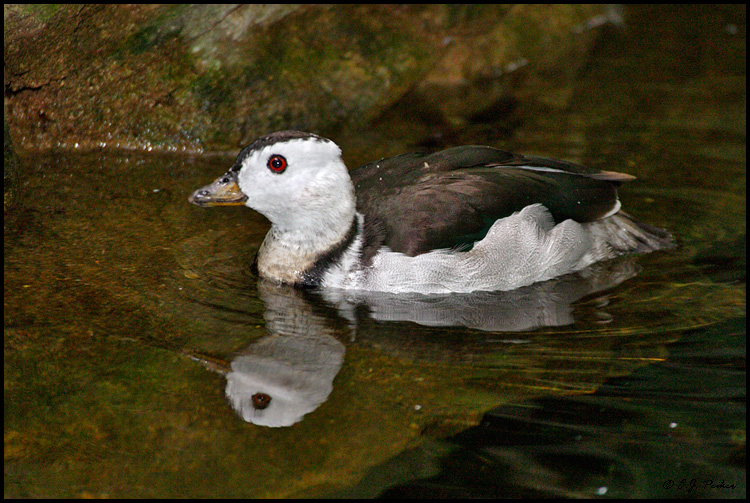 Cotton Pygmy Goose, San Diego, CA