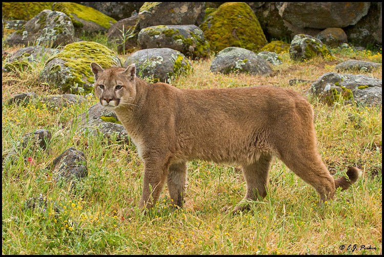 Cougar (Mountain Lion) (c), Mariposa, CA