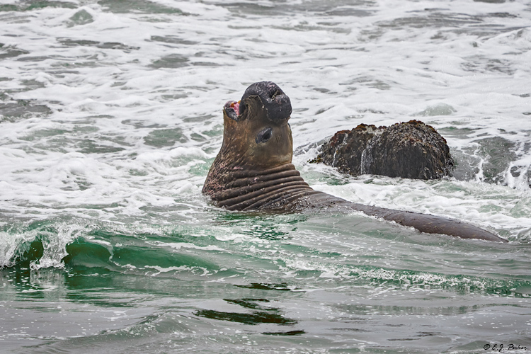 Elephant Seal, California
