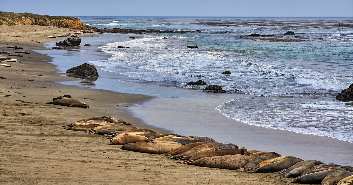 Elephant Seal, California