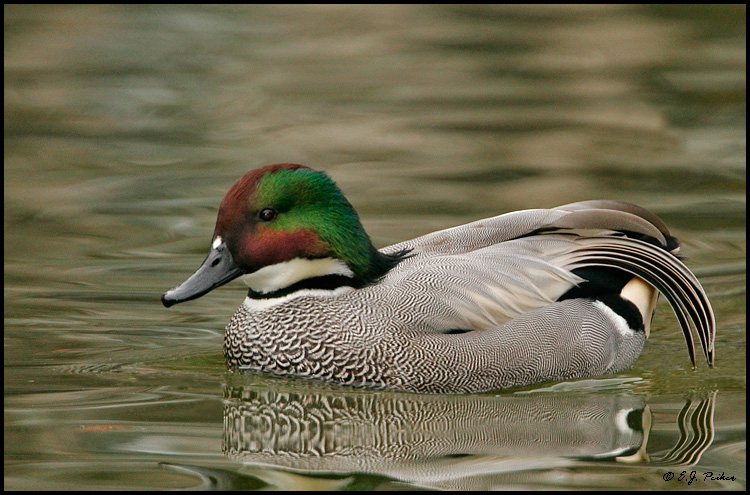 Falcated Duck, Escondido, CA