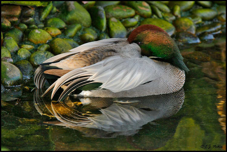 Falcated Duck, San Diego, CA
