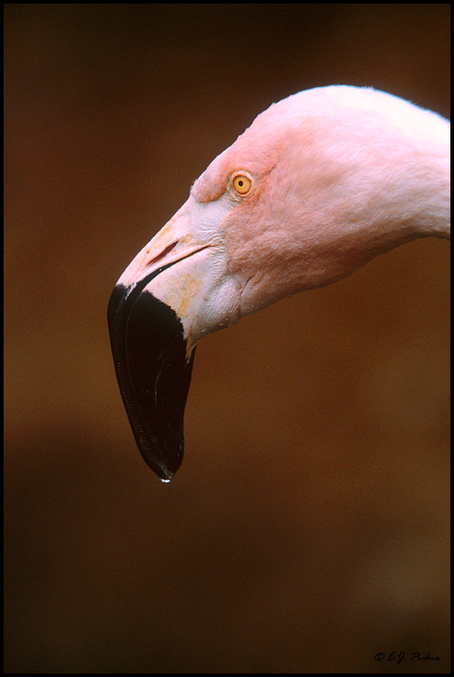 Chilean Flamingo, San Diego, CA
