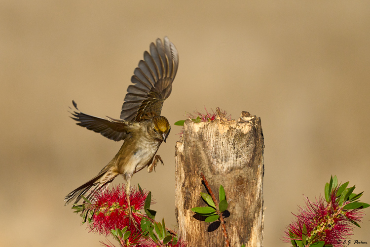 Golden-crowned Sparrow, Santa Ynez, CA