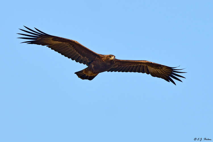 Golden Eagle, Santa Ynez, CA