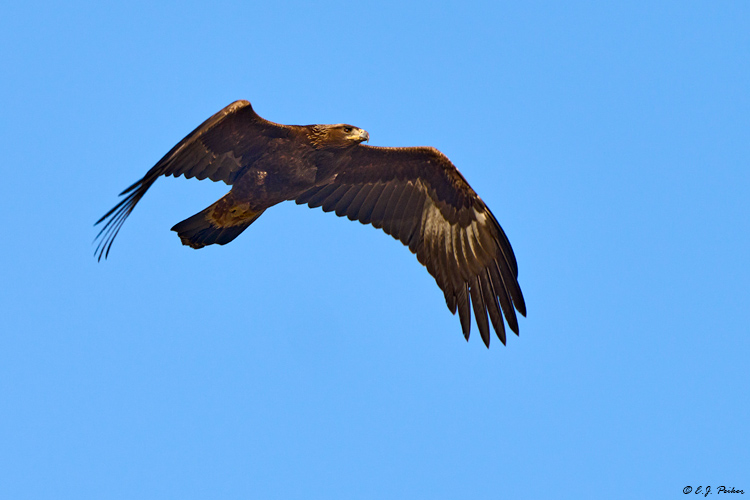Golden Eagle, Santa Ynez, CA