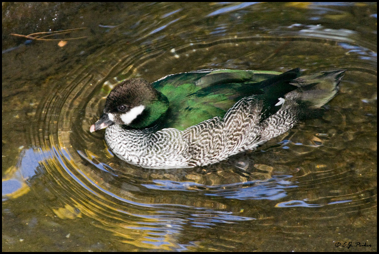Green Pygmy Goose, San Diego, CA