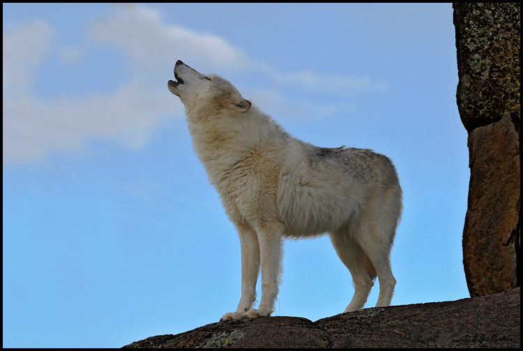 Grey Wolf, Mariposa, CA