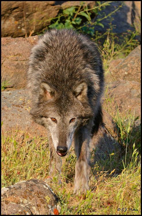 Grey Wolf, Mariposa, CA