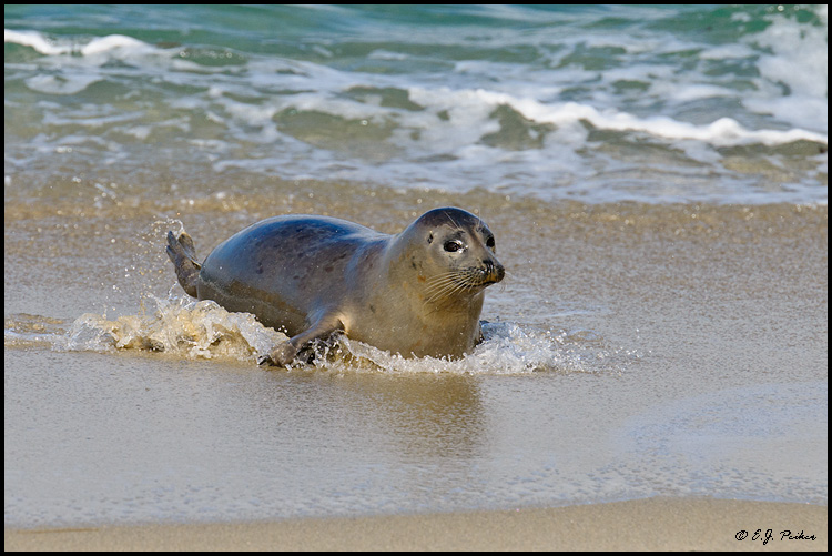 Harbor Seal, La Jolla, CA