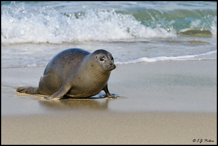 Harbor Seal, La Jolla, CA