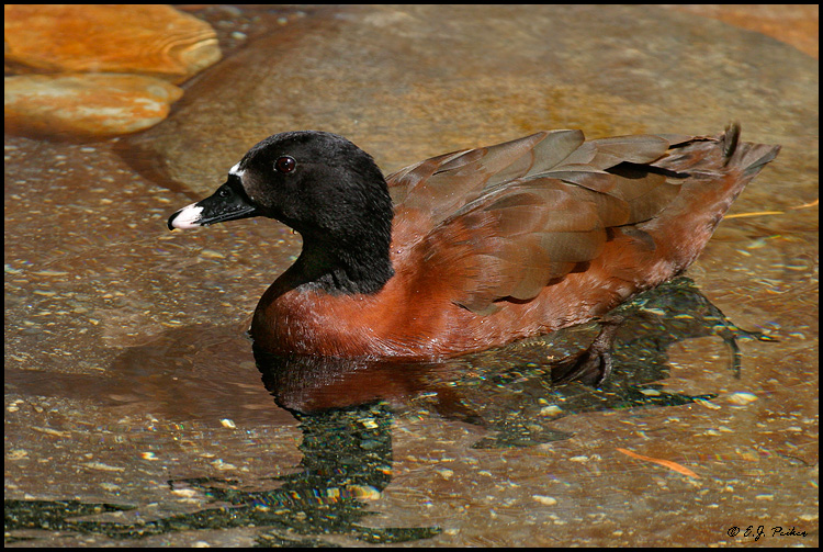 Hartlaub's Duck, Escondido, CA