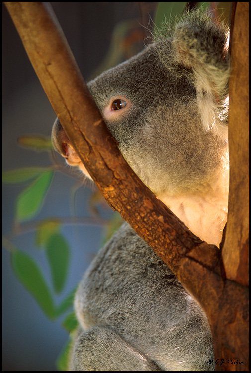 Koala (c), San Diego, CA