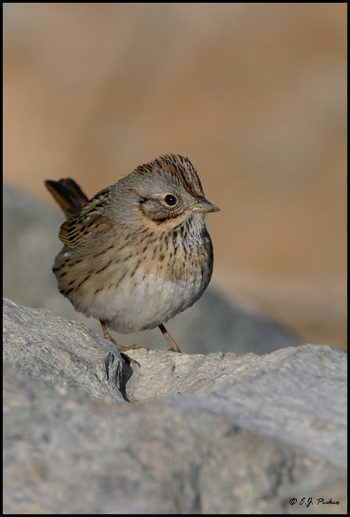 Lincoln's Sparrow, Huntington Beach, CA