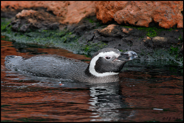Magellanic Penguin, San Diego, CA