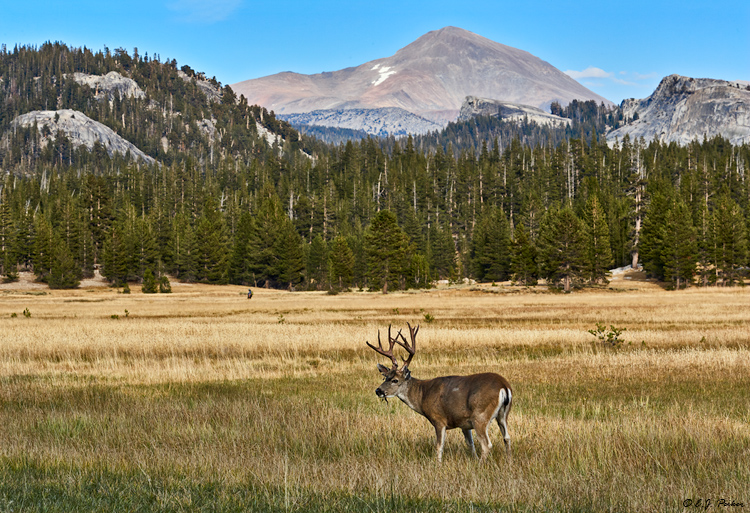 Mule Deer, Yosemite NP, CA