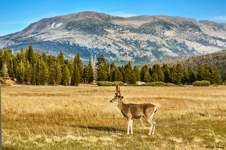 Mule Deer, Yosemite NP, CA