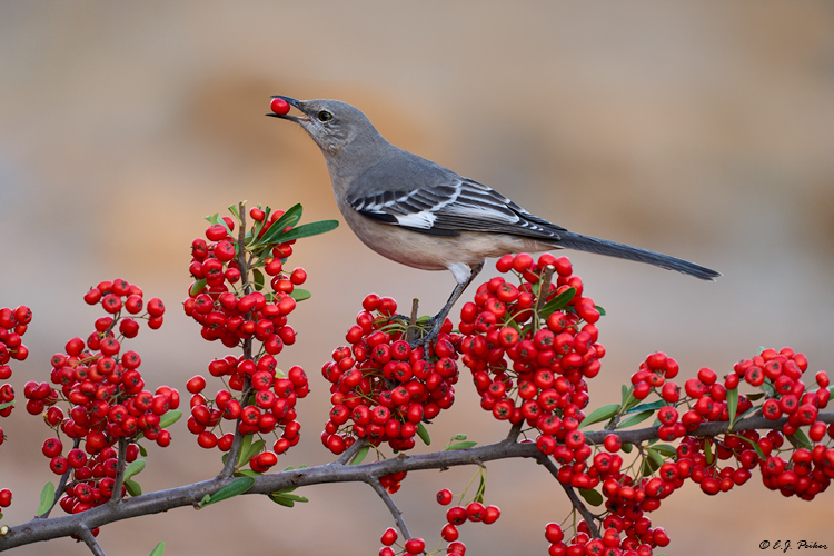 Northern Mockingbird, Santa Ynez, CA