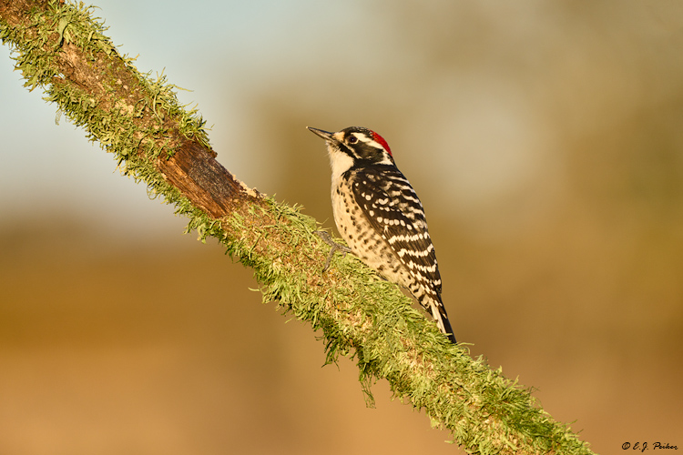 Nuttalls Woodpecker, Santa Ynez, CA