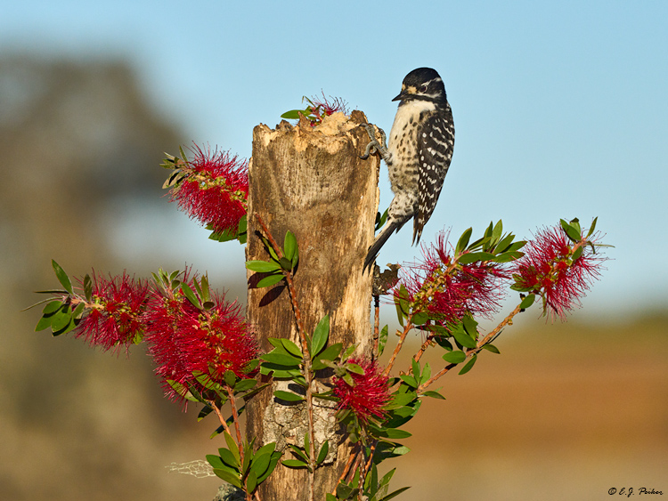Nuttalls Woodpecker, Santa Ynez, CA
