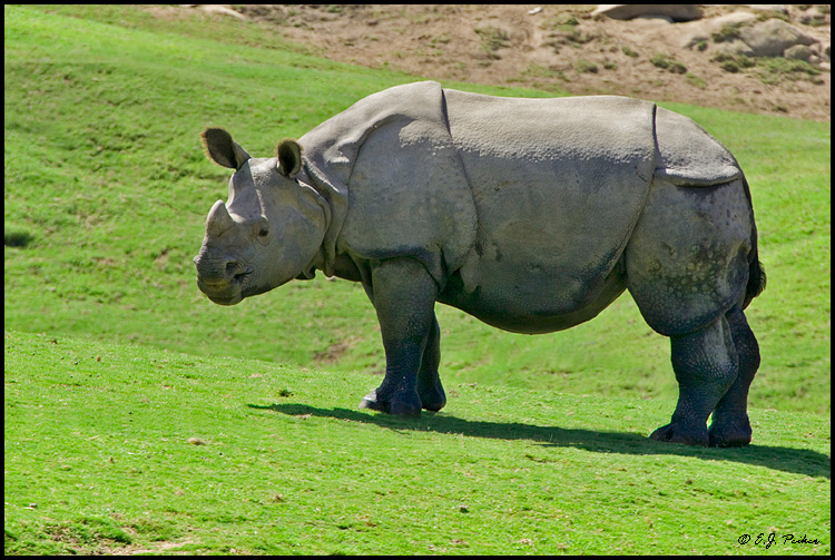 One-horned Rhinoceros (c), Escondido, CA