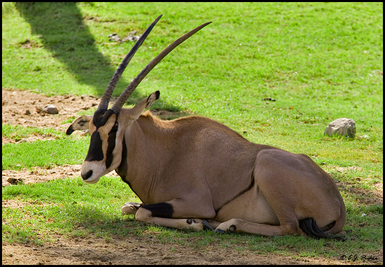 Oryx (c), Escondido, CA