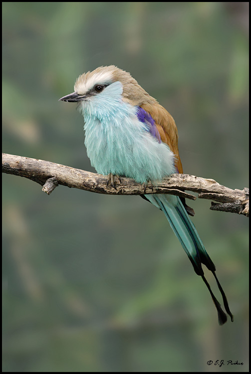 Racquet-tailed Roller, San Diego, CA
