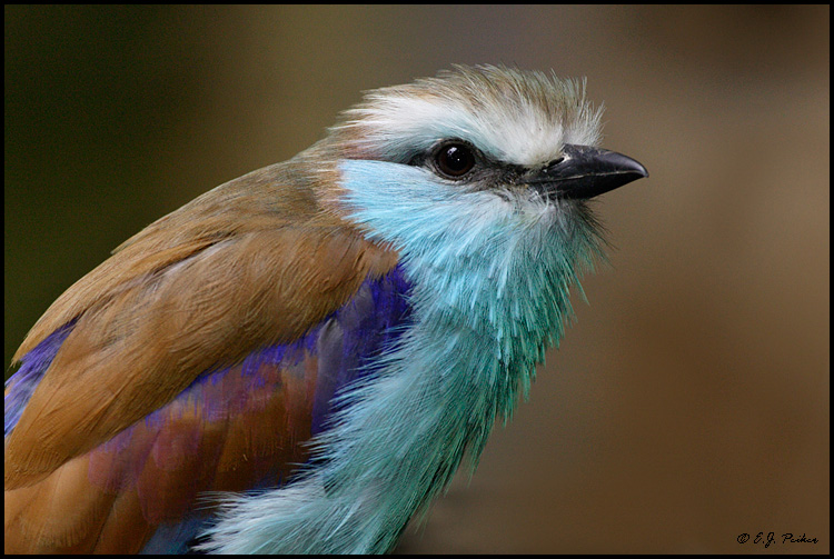 Racquet-tailed Roller, San Diego, CA