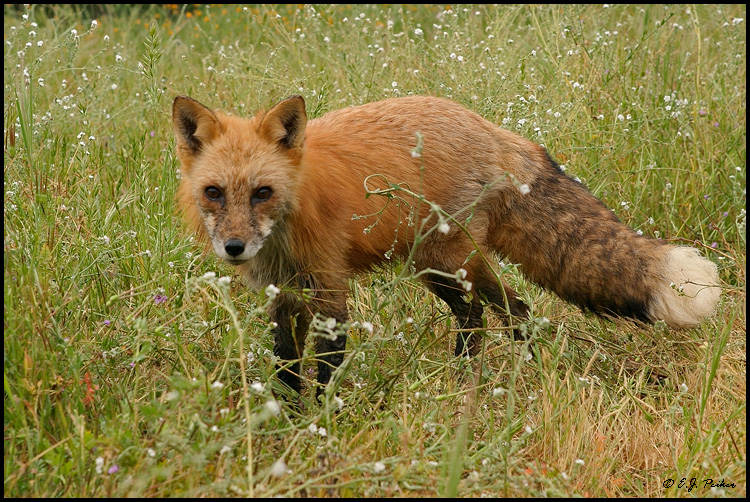 Red Fox, Mariposa, CA