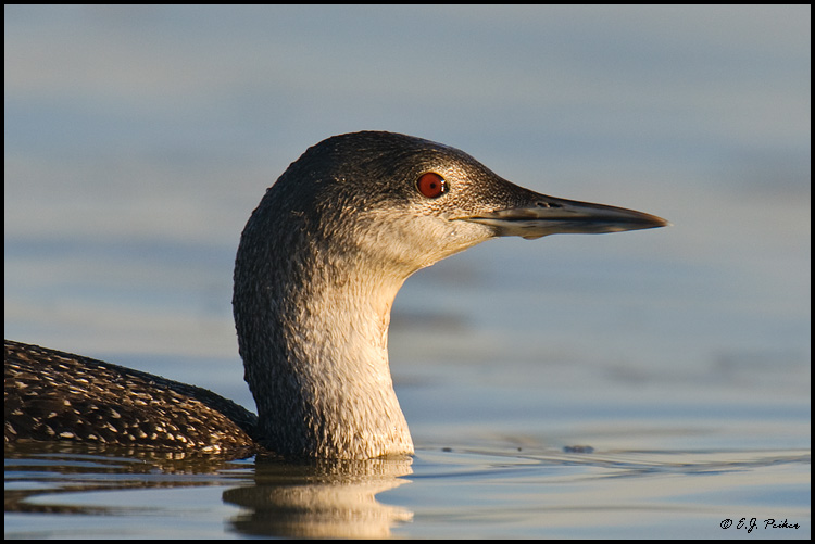 Red-throated Loon, Los Angeles, CA