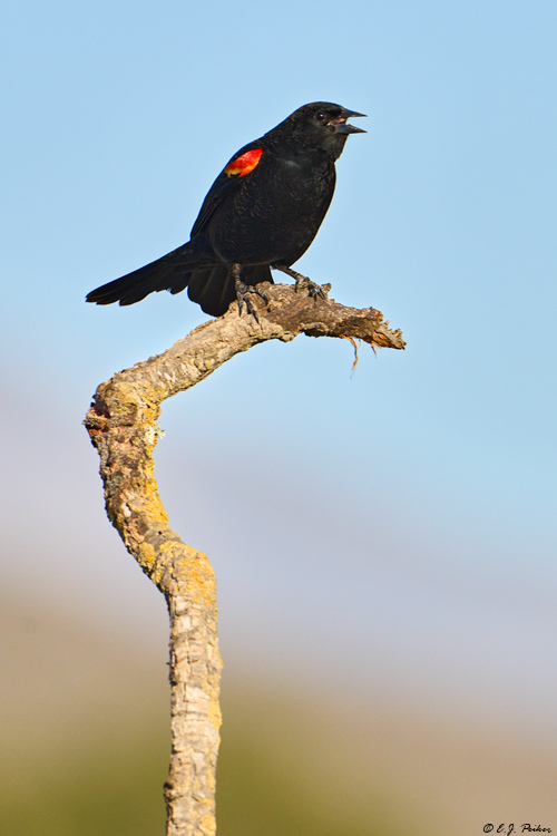 Red-winged Blackbird, Santa Ynez, CA