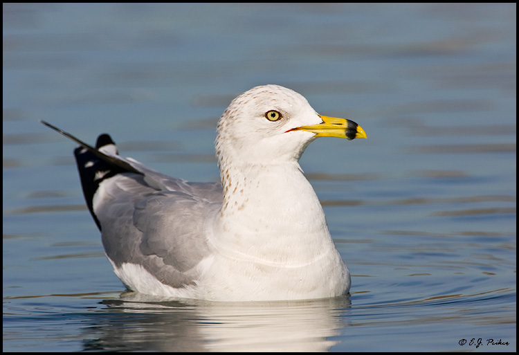 Ring-billed Gull, Newport Beach, CA