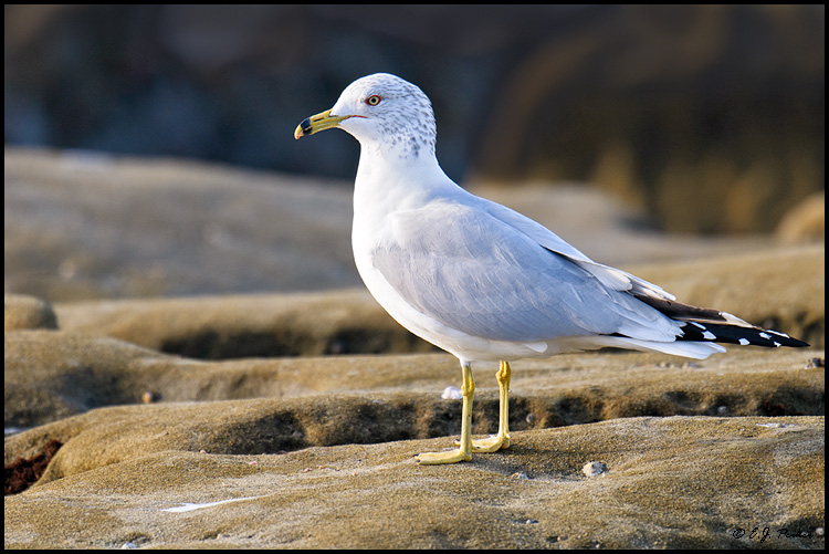 Ring-billed Gull, La Jolla, CA