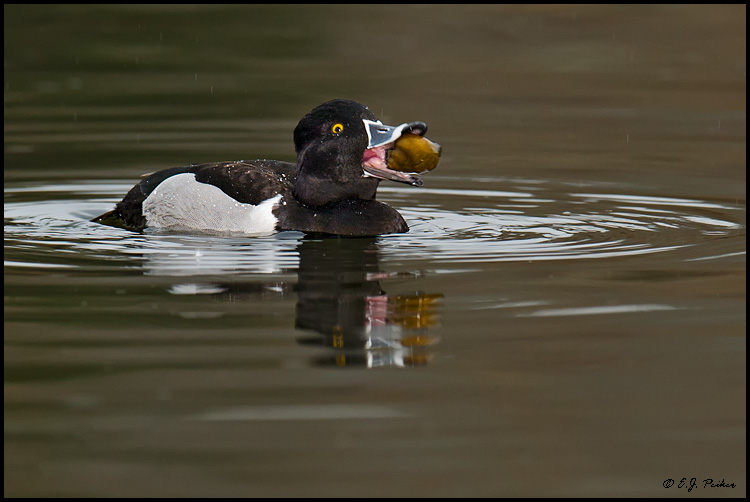 Ring-necked Duck, Santee, CA