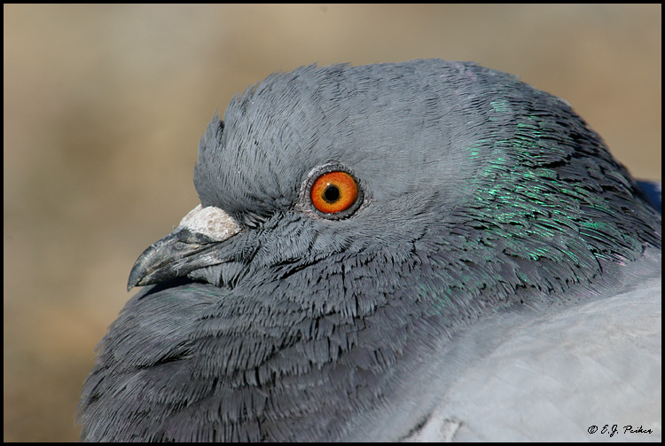 Rock Pigeon, Huntington Beach, CA