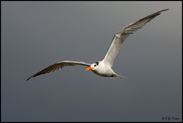 Royal Tern, La Jolla, CA