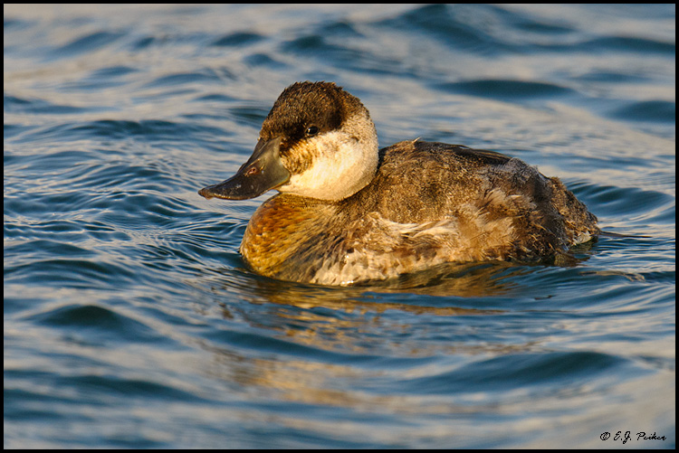 Ruddy Duck, Huntington Beach, CA