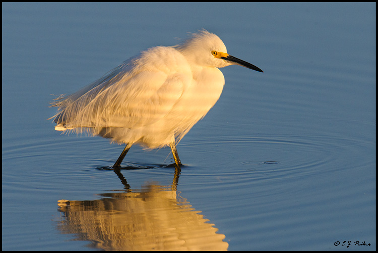 Snowy Egret, Huntington Beach,CA