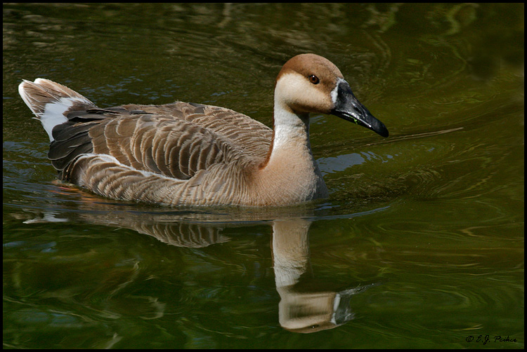 Swan Goose, Escondido, CA