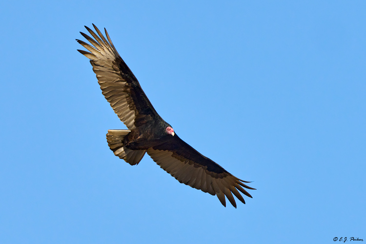 Turkey Vulture, Santa Ynez, CA