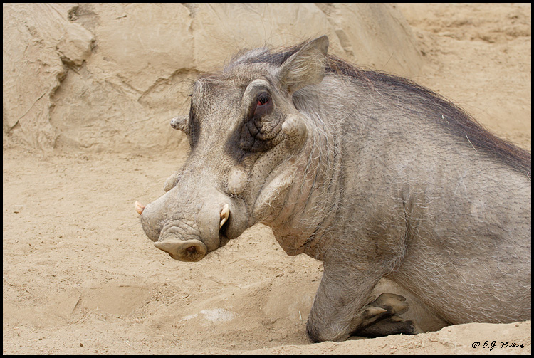 Warthog (c), San Diego, CA