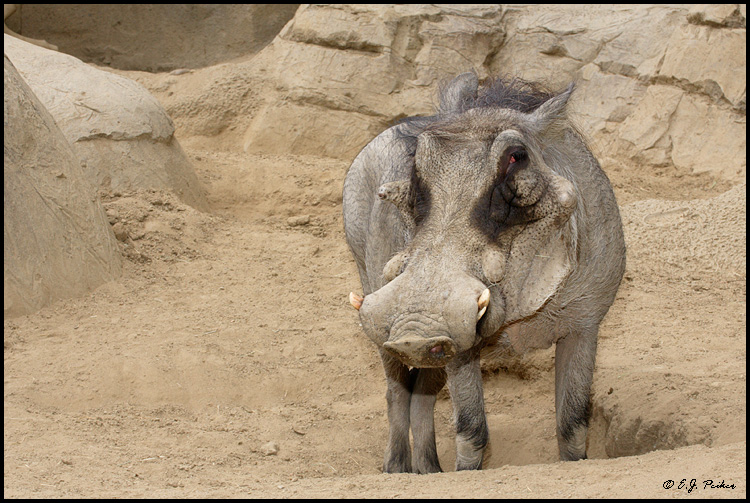 Warthog (c), San Diego, CA