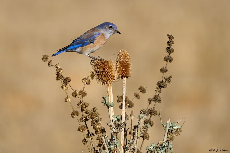 Western Bluebird, Santa Ynez, CA