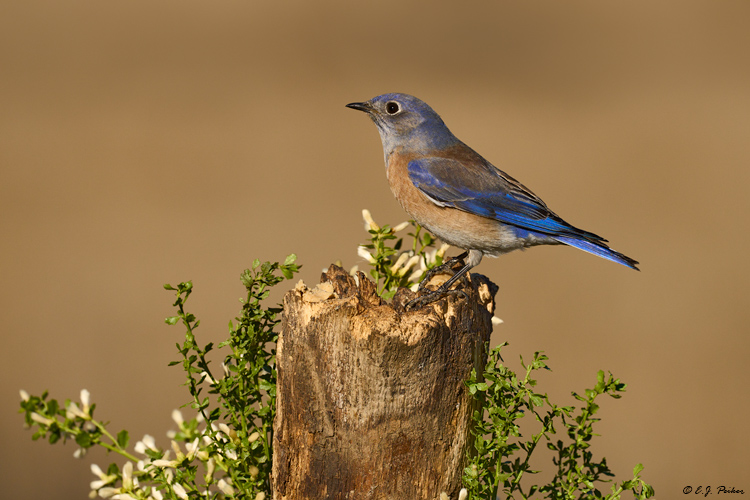 Western Bluebird, Santa Ynez, CA